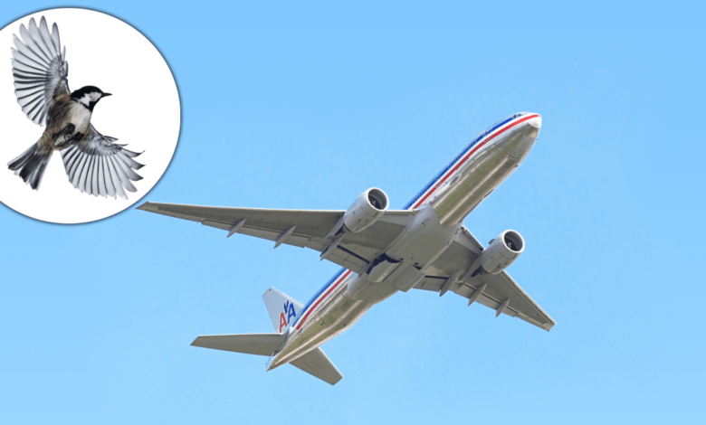 pájaro choca con avión de American Airlines en Ohio