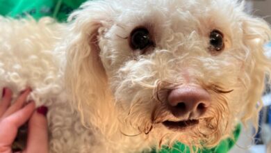 reviven a perrito con Narcan tras tener una sobredosis de drogas
