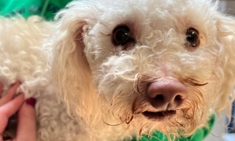 reviven a perrito con Narcan tras tener una sobredosis de drogas