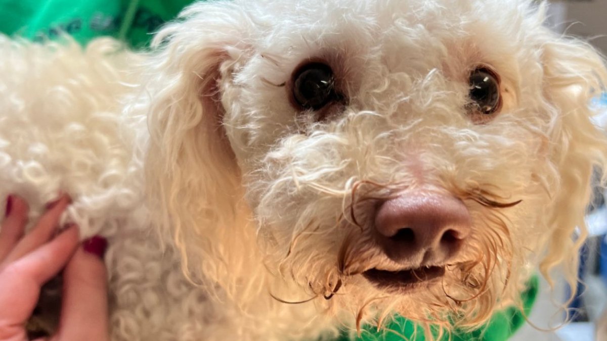 reviven a perrito con Narcan tras tener una sobredosis de drogas