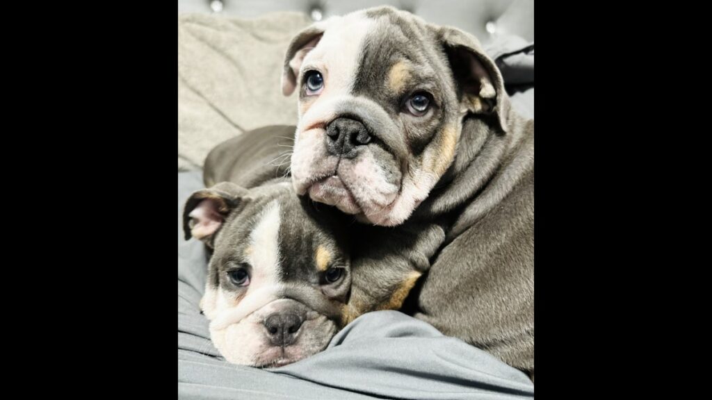 roban a dos cachorros de raza bulldog inglés