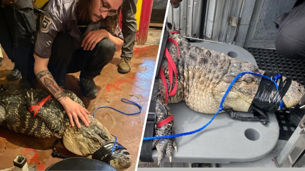 tras separación de pareja caimán se queda sin hogar