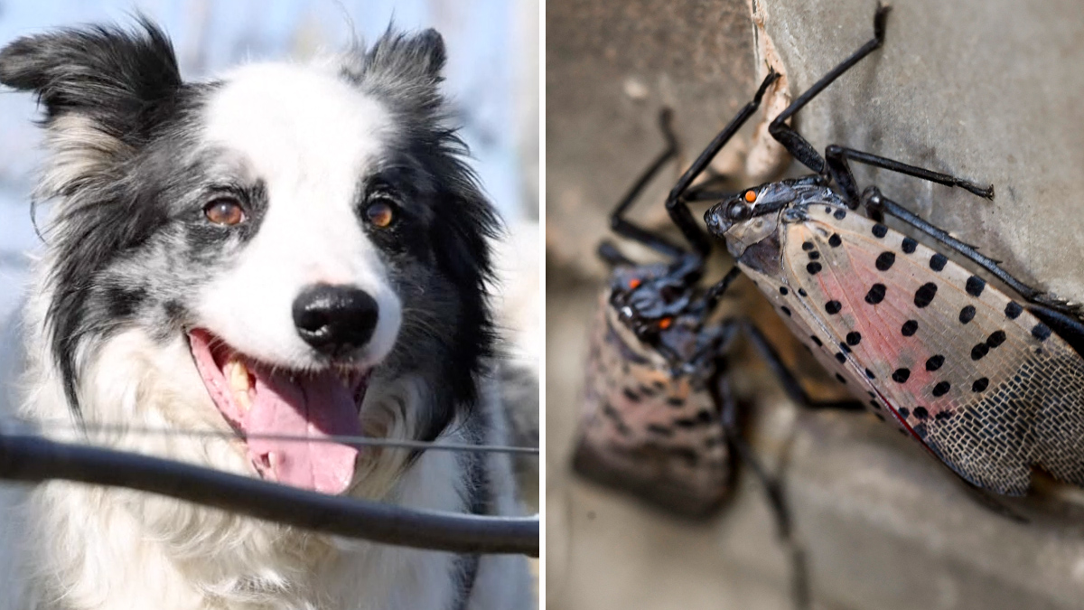 usan perros contra las moscas linterna con manchas