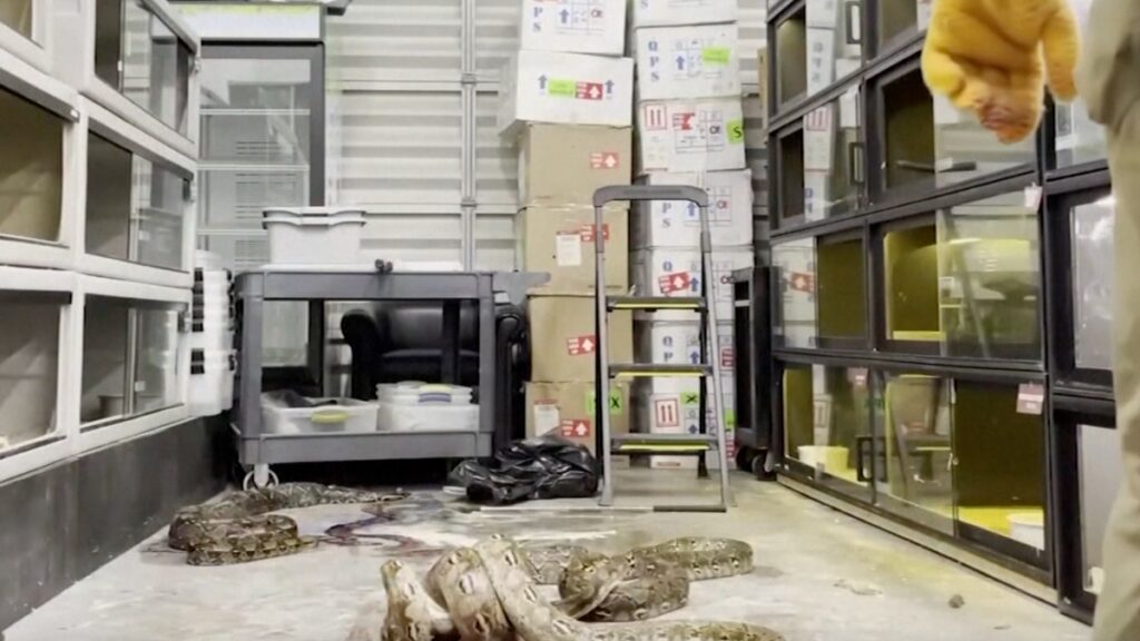 video capta a oficiales cuando matan pitones y una boa preñada