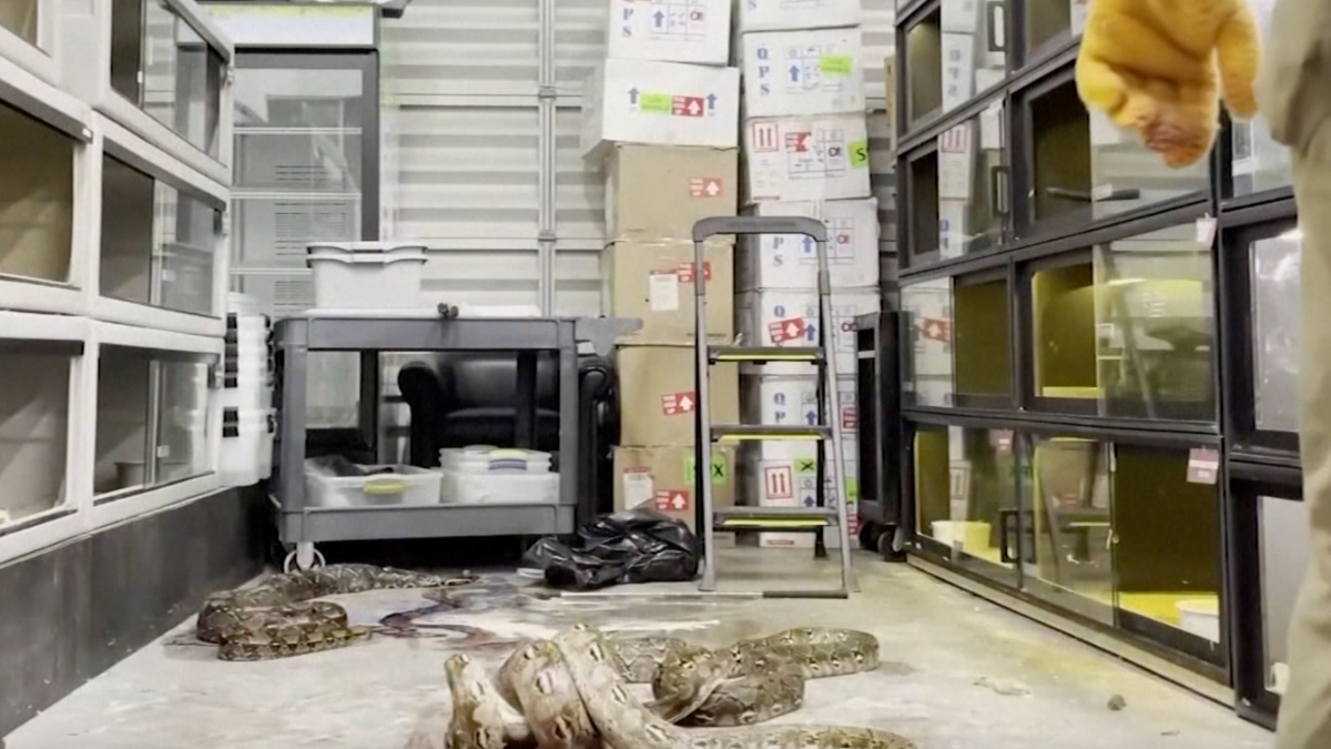 video capta a oficiales cuando matan pitones y una boa preñada