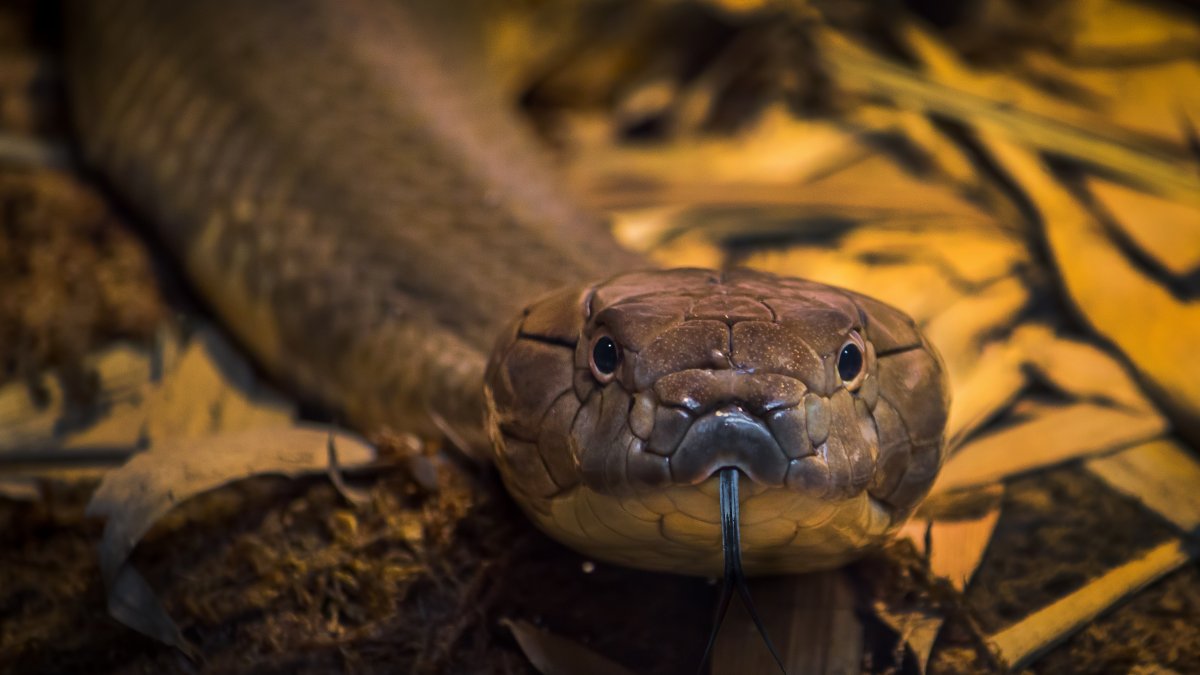 ¡Qué susto! Piloto encuentra una cobra venenosa bajo su asiento