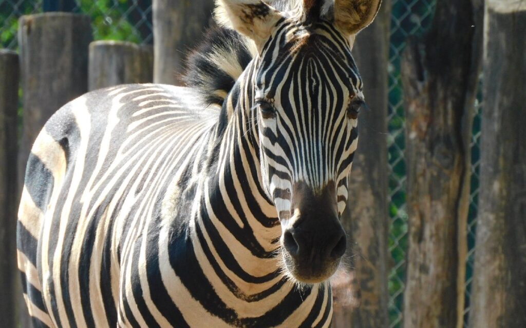 ¡Adiós, Karo! Fallece cebra del zoológico de Chapultepec