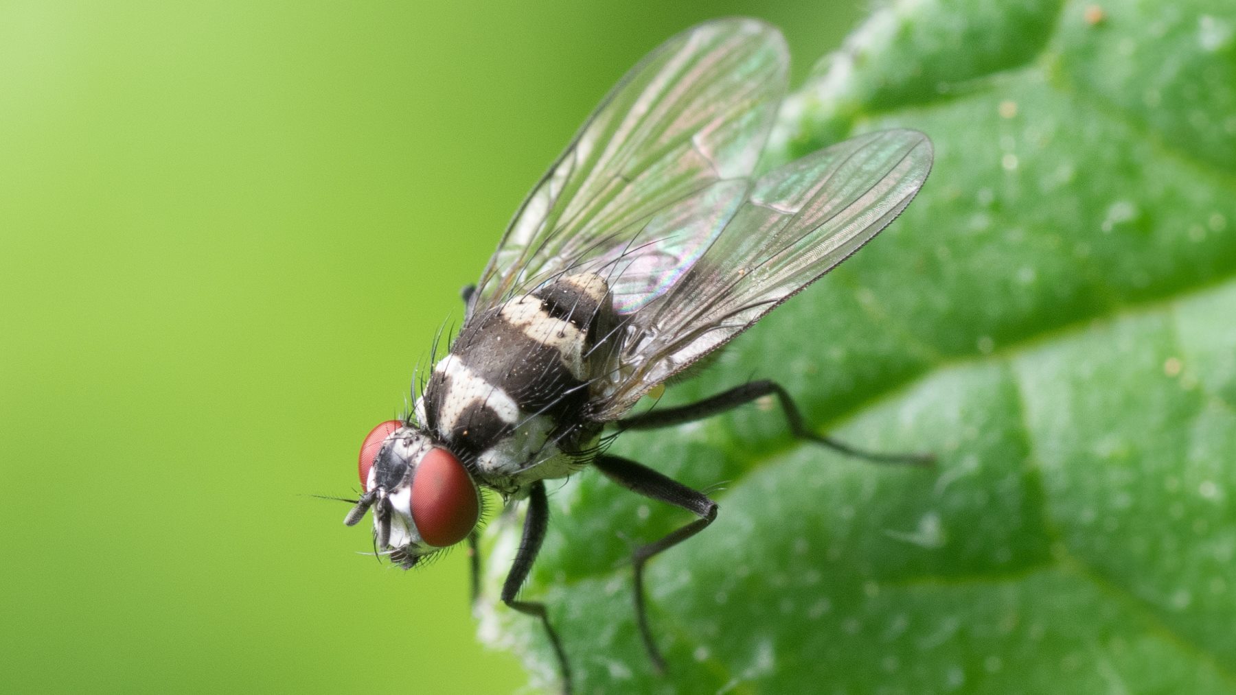 Adiós a las moscas para siempre con los 3 trucos caseros más efectivos