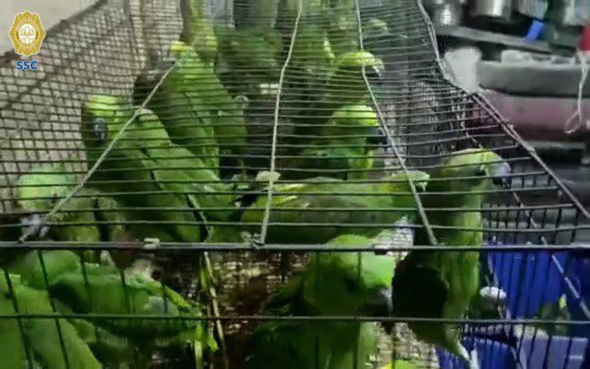 Aseguran 1,500 aves y dos monos en predio de Iztapalapa