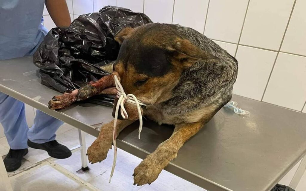 Atropellan a lomito y piden ayuda para amputaciones