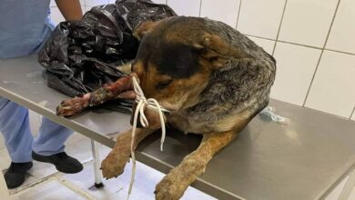 Atropellan a lomito y piden ayuda para amputaciones