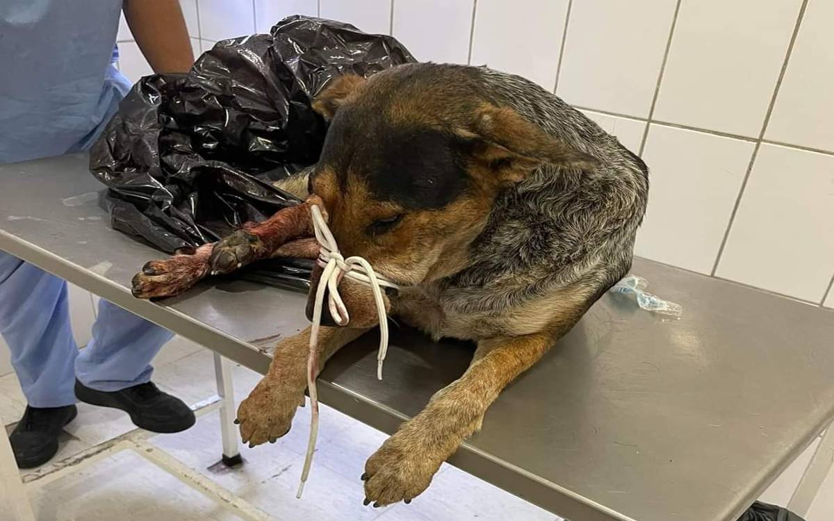 Atropellan a lomito y piden ayuda para amputaciones