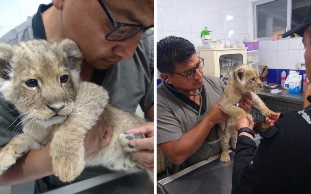 CDMX: Encuentran a cachorro de león en la Doctores | Video