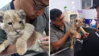 CDMX: Encuentran a cachorro de león en la Doctores | Video