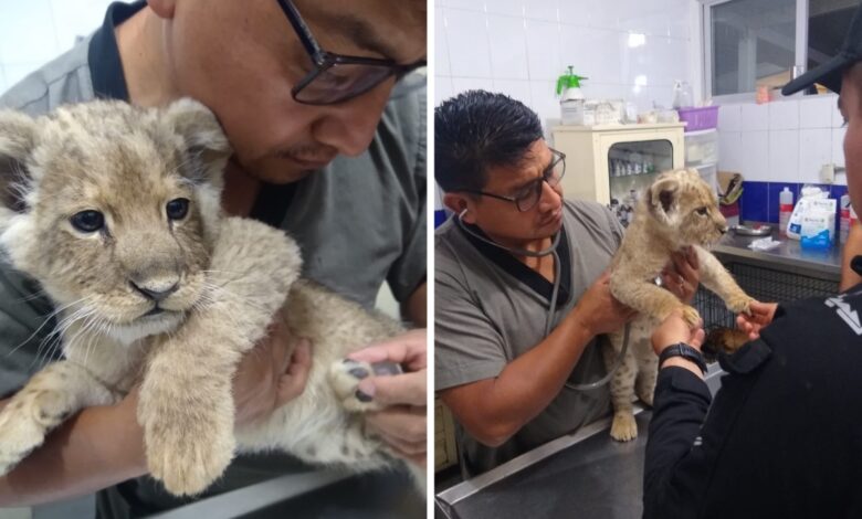 CDMX: Encuentran a cachorro de león en la Doctores | Video