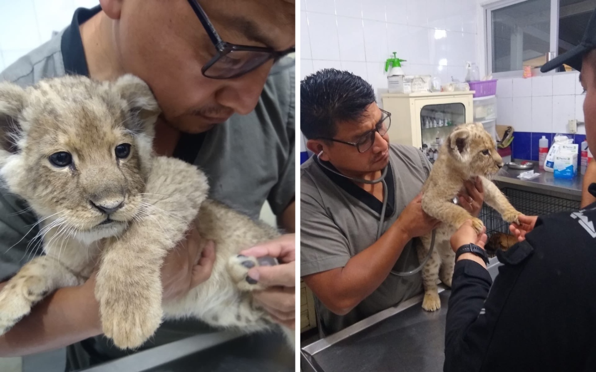 CDMX: Encuentran a cachorro de león en la Doctores | Video