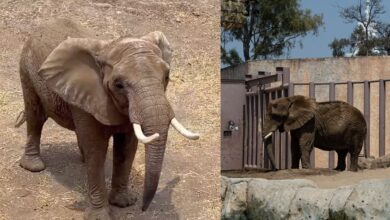 Caso Ely: Entre protestas, anuncian que la elefante Gipsy llegará al Zoológico San Juan de Aragón