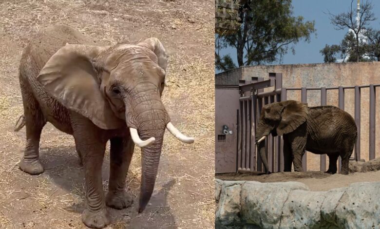 Caso Ely: Entre protestas, anuncian que la elefante Gipsy llegará al Zoológico San Juan de Aragón