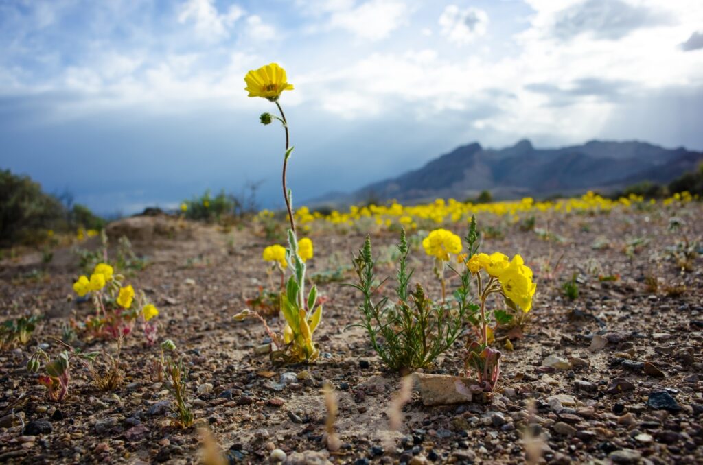 Collaborative Fund y el Wyss Institute se asocian para unir el 'valle de la muerte' de la tecnología climática