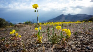 Collaborative Fund y el Wyss Institute se asocian para unir el 'valle de la muerte' de la tecnología climática