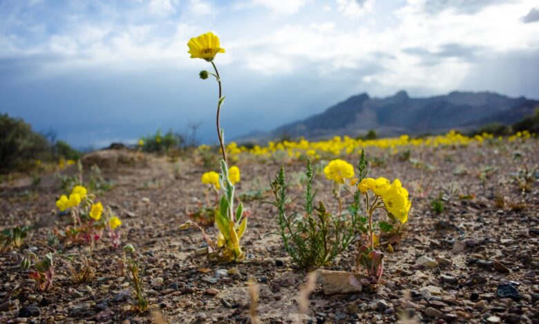 Collaborative Fund y el Wyss Institute se asocian para unir el 'valle de la muerte' de la tecnología climática