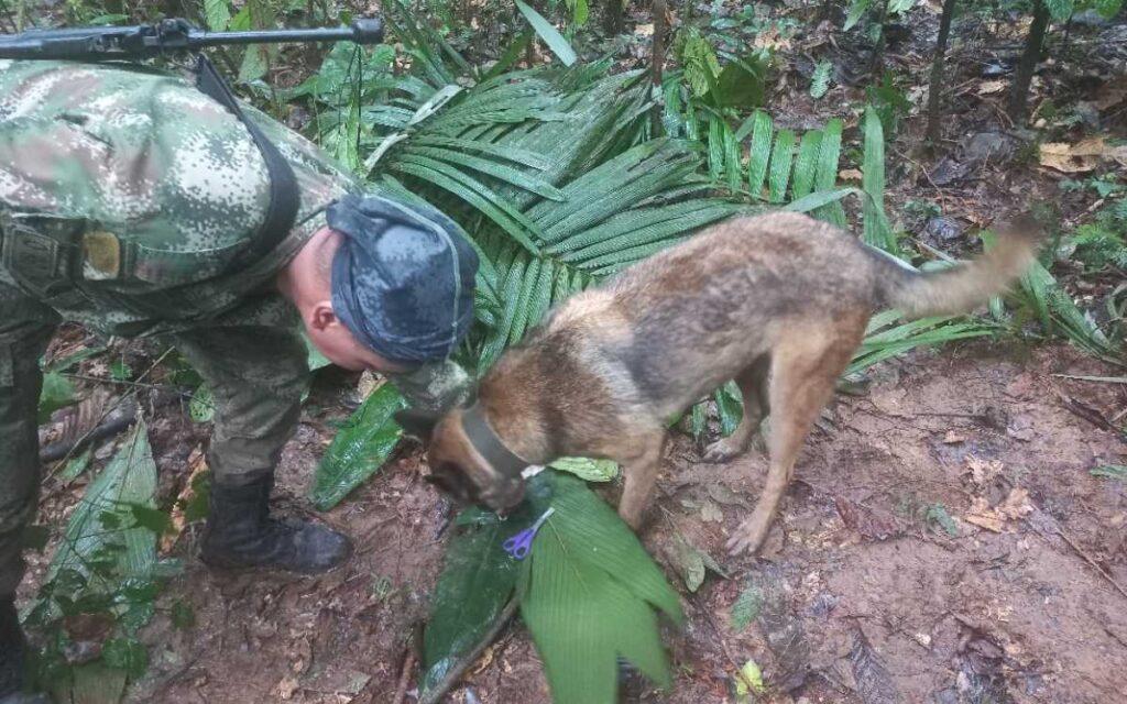 Cuatro niños sobreviven accidente aéreo y aparecen vivos en selva de Colombia