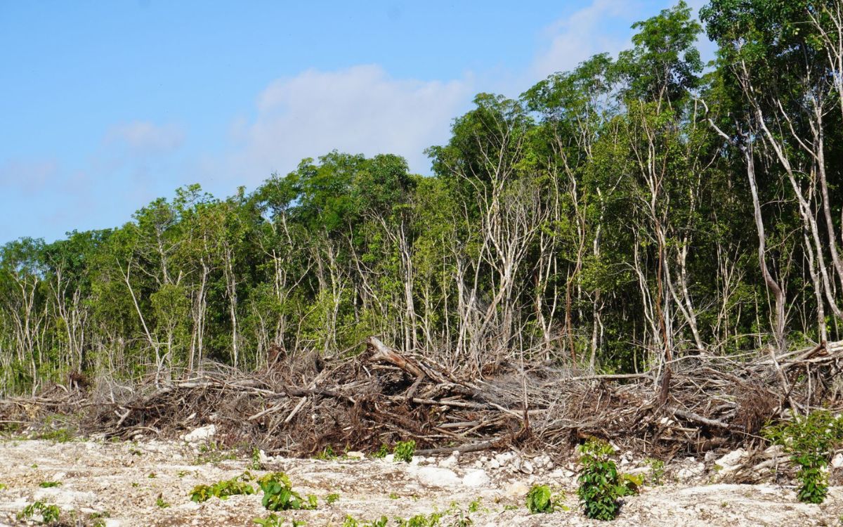 De esto va la suspensión contra tala injustificada del Tren Maya