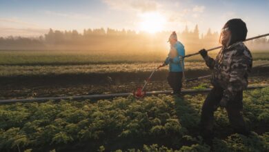 Desde la raíz hasta la copa, la reforestación de mástiles está haciendo crecer de nuevo la economía de los árboles para el siglo XXI