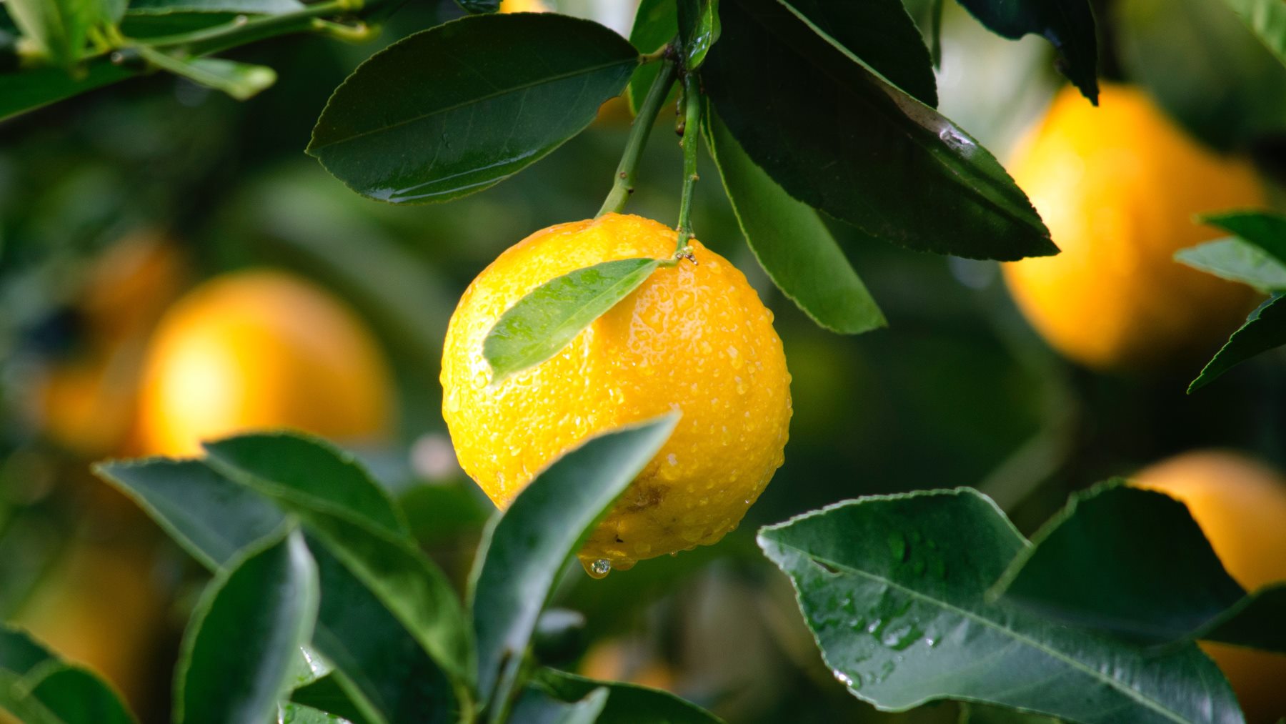 El mejor truco del limón en la lavadora para que tu ropa huela siempre bien
