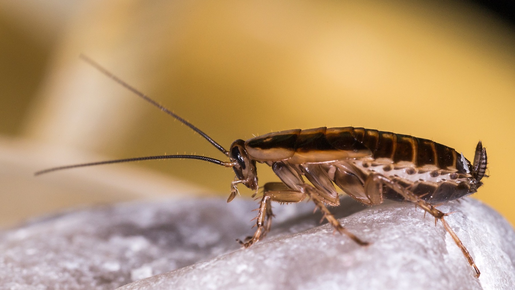 El trucazo del ajo para eliminar las cucarachas de casa