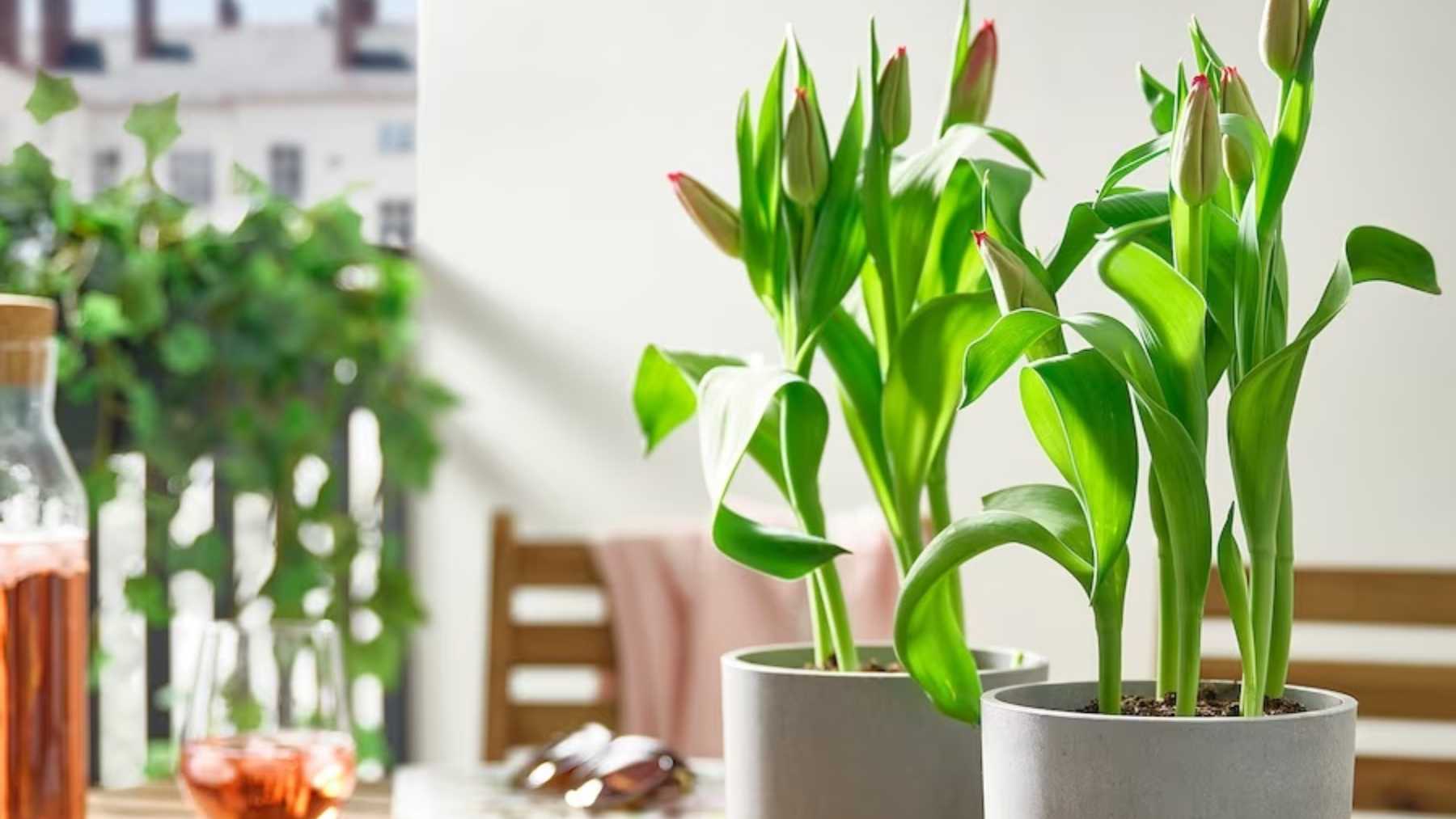 El trucazo del vinagre para que tus plantas crezcan de un día para otro