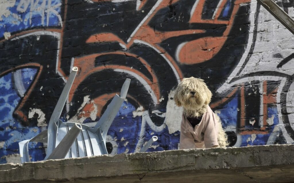 En CDMX, van por 5 años de cárcel y multa de 51 mil pesos a quien abandone perros en azoteas