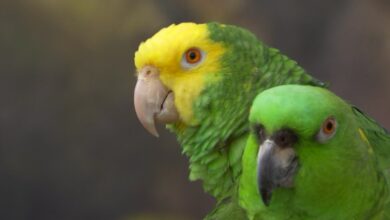 Encuentran bolsa llena de loros de contrabando en el Aeropuerto Internacional de Miami