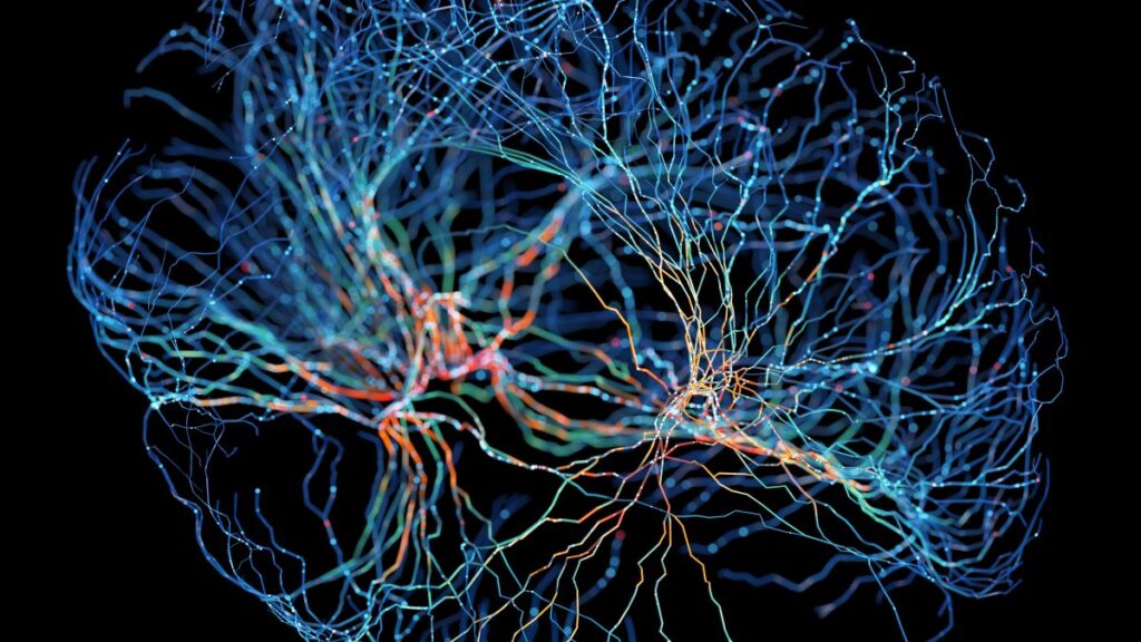 Estudio: la forma de tu cerebro puede influir fuertemente en tus pensamientos y comportamiento