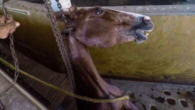 Fuertes imágenes | Chiapas, único estado del país donde la crueldad animal no es delito