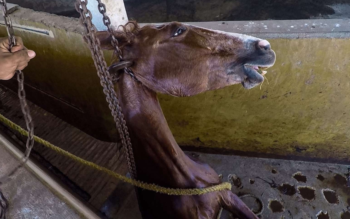 Fuertes imágenes | Chiapas, único estado del país donde la crueldad animal no es delito