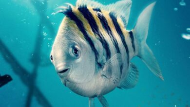 the live-action Flounder in Disney's The Little Mermaid