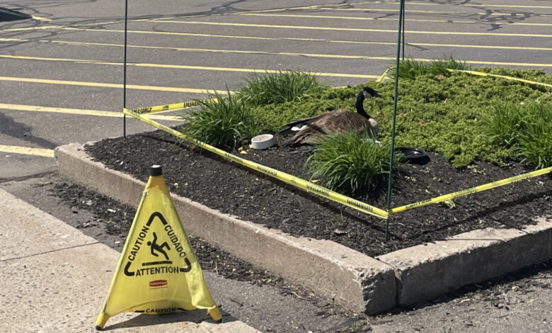 Ganso pone huevos en IHop en Southington, Connecticut