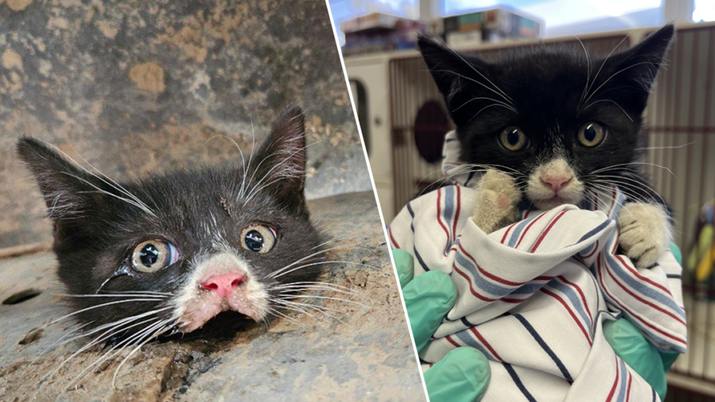 Gatita queda atrapada en el marco de una camioneta