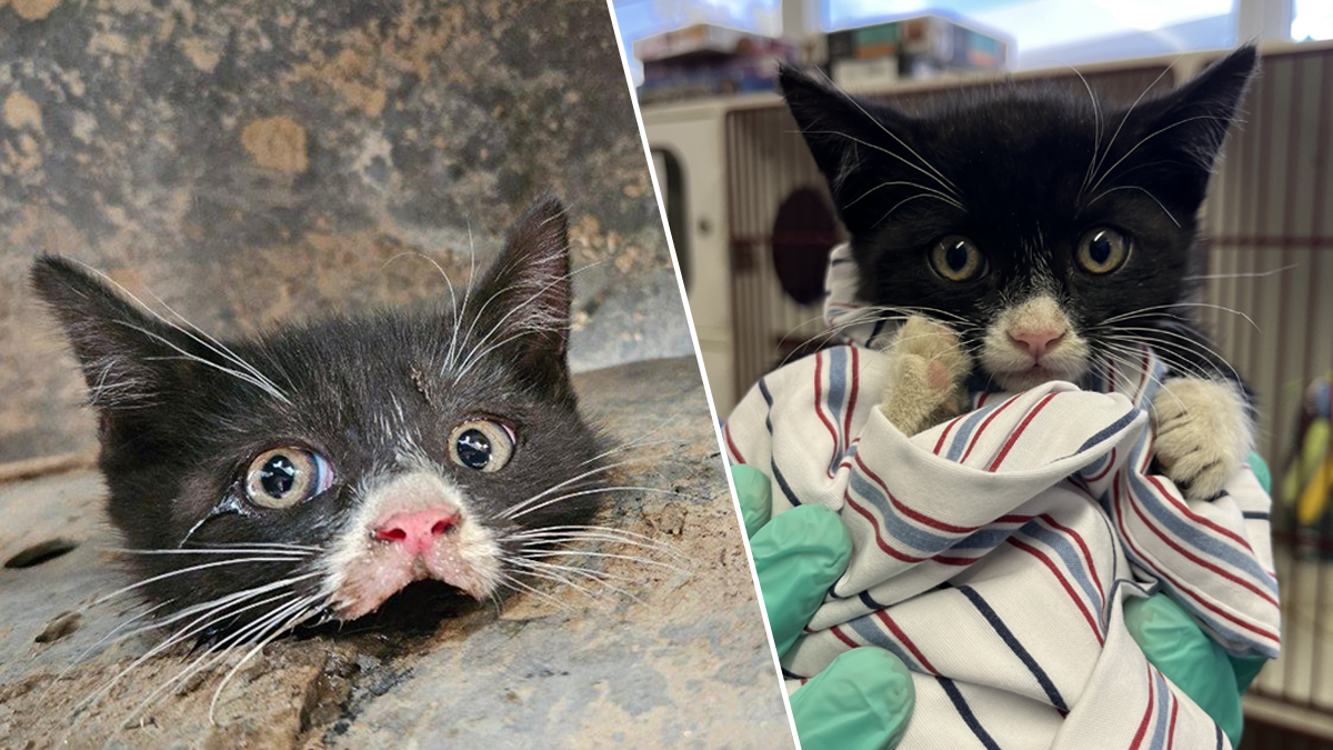 Gatita queda atrapada en el marco de una camioneta