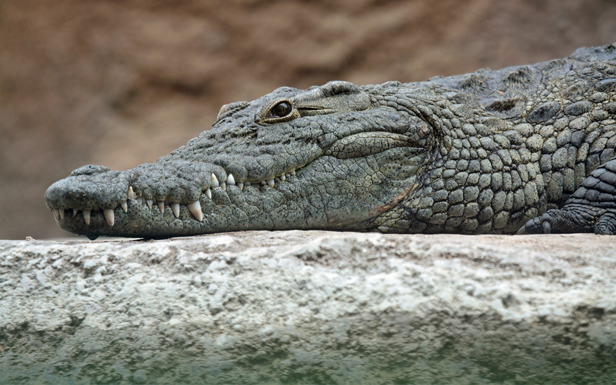 Hallan restos de pescador desaparecido en un cocodrilo