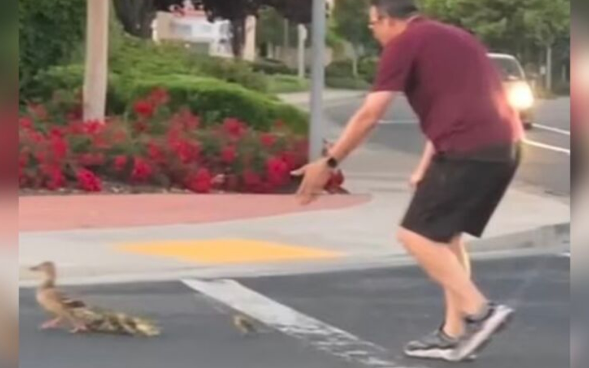 Hombre muere atropellado mientras ayudaba a unos patitos a cruzar la calle