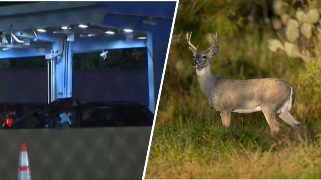 Hombre muere y otro herido tras golpear a venado en Virginia