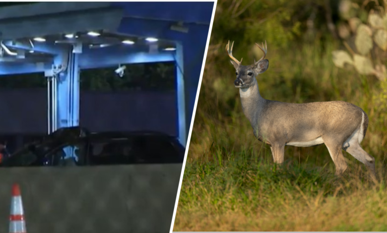 Hombre muere y otro herido tras golpear a venado en Virginia