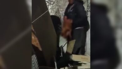 Imágenes fuertes | Captan a sujeto devorar un perrito en Guanajuato | Video