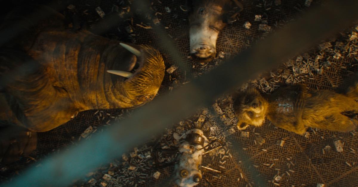 James Gunn gana premio PETA por Guardianes de la Galaxia Vol.  3