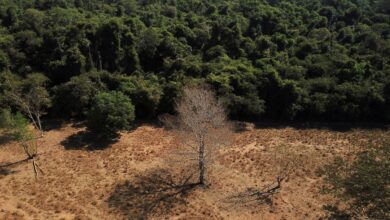 La deforestación en la Amazonía brasileña se redujo un 67,9 % en abril