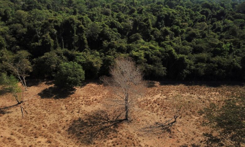La deforestación en la Amazonía brasileña se redujo un 67,9 % en abril