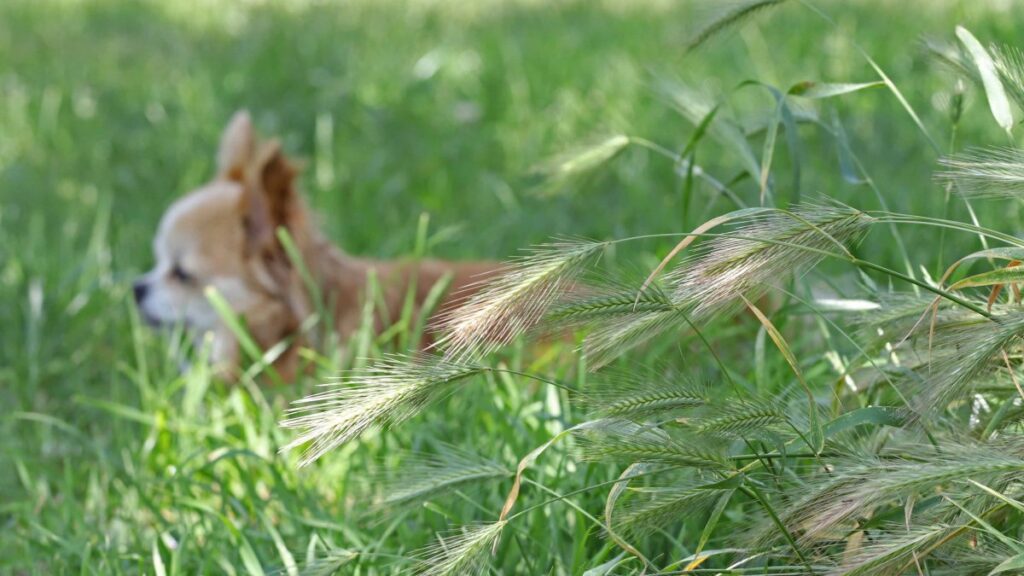 Las colas de zorro o foxtails pueden ser peligrosas para tu perro