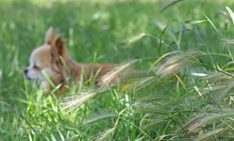 Las colas de zorro o foxtails pueden ser peligrosas para tu perro